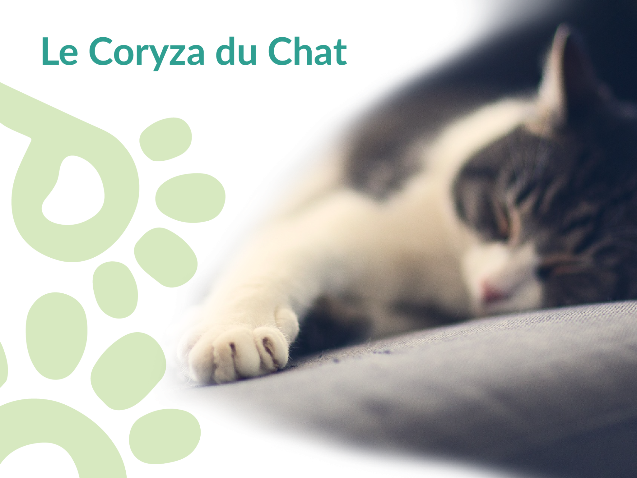 comment soigne t on le coryza du chat